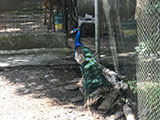 Pililla Rizal Lyger Animal Sanctuary 6