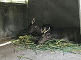 Pililla Rizal Lyger Animal Sanctuary 7