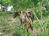 Taal Batangas Horses