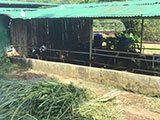 Tanay Rizal Moolk Farm 13