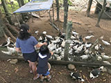 Pili Paninap Farm 26