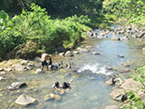 Pili Paninap Farm Sampaloc River 10