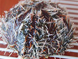 Bantayan Sea Urchin 1