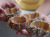 Bantayan Sea Urchin