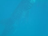 Oslob Whale Shark 3