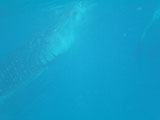 Oslob Whale Shark 4