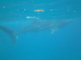 Oslob Whale Shark