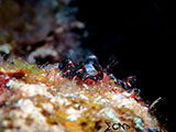 El Nido Flatworm