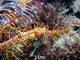 El Nido Ghost Pipefish