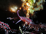 El Nido Nudibranch 3