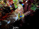 El Nido Nudibranch 4