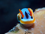 El Nido Nudibranch 5