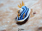 El Nido Nudibranch