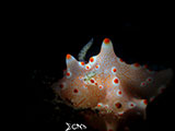 Mactan Cebu Nudibranch 56