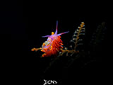 Mactan Cebu Nudibranch 58