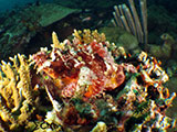 Bauan Batangas Scorpion Fish 1