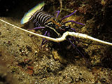 San Luis Batangas Blue Spiny Lobster 1