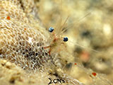 San Luis Batangas Cleaner Shrimp 1