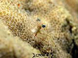 San Luis Batangas Cleaner Shrimp 2