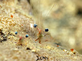 San Luis Batangas Cleaner Shrimp