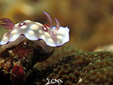 San Luis Batangas Nudibranch 10