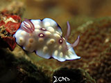 San Luis Batangas Nudibranch 11