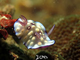 San Luis Batangas Nudibranch 12