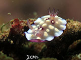 San Luis Batangas Nudibranch 5