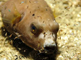 San Luis Batangas Puffer Fish with Planktons 1