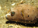 San Luis Batangas Puffer Fish with Planktons