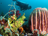 Bauan Batangas Frogfish 1