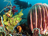 Bauan Batangas Frogfish 2