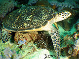 Bauan Batangas Green Sea Turtle 3