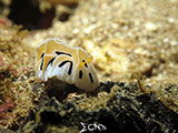 Bauan Batangas Nudibranch 1