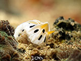 Bauan Batangas Nudibranch 2