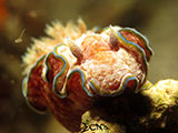 San Luis Batangas Nudibranch 15