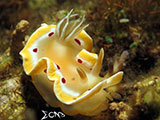 San Luis Batangas Nudibranch 17