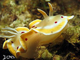 San Luis Batangas Nudibranch 19