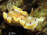 San Luis Batangas Nudibranch 21