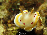 San Luis Batangas Nudibranch 22