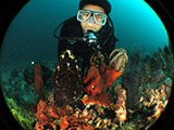 Anilao Frogfish 28