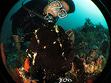 Anilao Frogfish 30