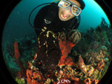 Anilao Frogfish 31