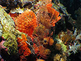 Anilao Scorpion Fish 4