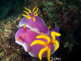 Anilao Mating Nudibranch 4