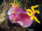 Anilao Mating Nudibranch 5