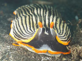 Anilao Nudibranch 148