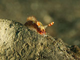 Anilao Nudibranch 150