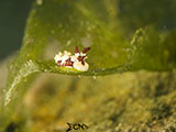 Anilao Nudibranch 152