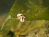 Anilao Nudibranch 153